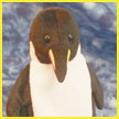 http://www.toymania.com/news/images/0702_mppenguin_icon.jpg